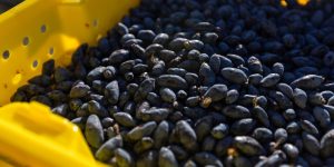 Close-up of deep blue-black haskap berries freshly harvested in a yellow crate at Hasberry Farms in Chetwynd, BC