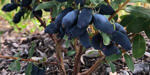 Clusters of ripe dark blue haskap berries hanging from a bush at Hasberry Farms, showing the berry's distinctive elongated shape