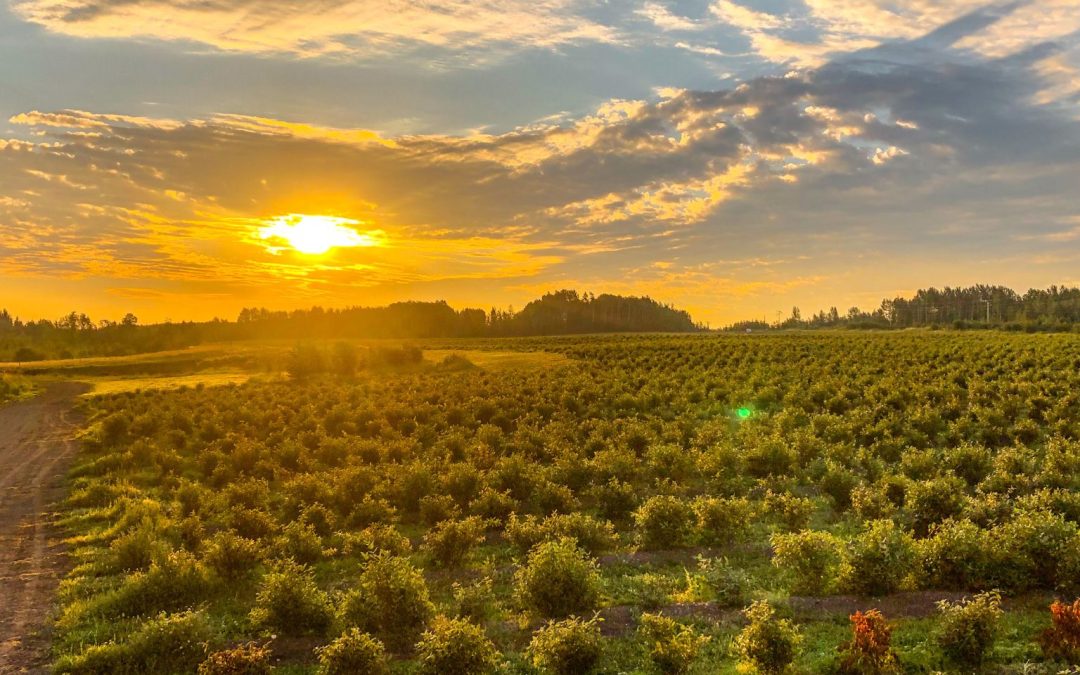 Golden sunset casting warm light over rows of haskap berry bushes at Hasberry Farms in Chetwynd, British Columbia