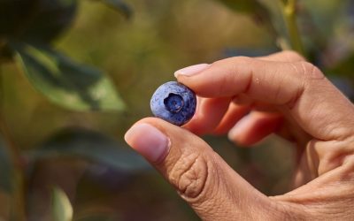 Blueberries and Menopause: The Surprising Truth About a Small Handful.
