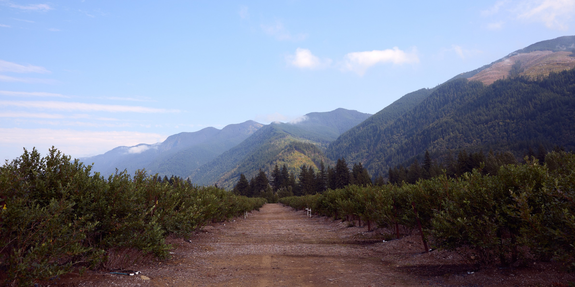 Organic Blueberry Farm in BC’s Columbia Valley Rows of organic blueberry bushes on a Columbia Valley farm with forested mountains behind